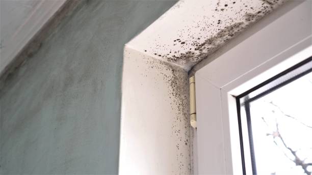 Best Real Estate Mold Inspection  in Milan, NM