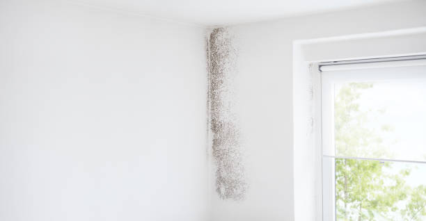 Best HVAC Mold Inspection and Cleaning  in Milan, NM
