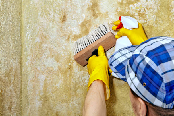 Trusted Milan, NM Mold Removal Experts