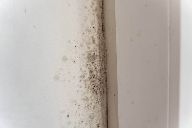 Best Biohazard Mold Removal  in Milan, NM