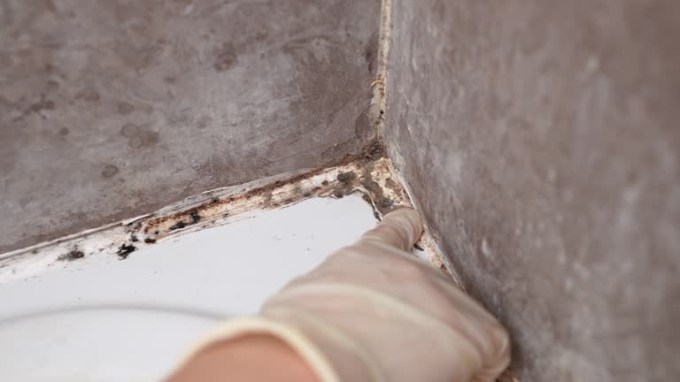 Best Basement Mold Removal  in Milan, NM